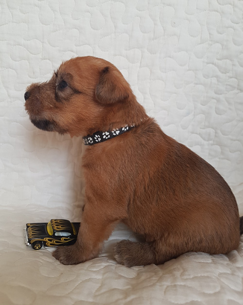 Bill Kill Terraloka, male